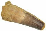 Fossil Spinosaurus Tooth - Feeding Worn Tip #332674-1